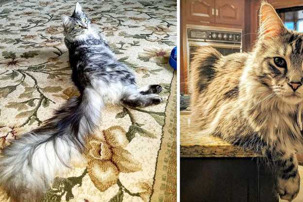 У кота из Мичигана самый длинный хвост в мире