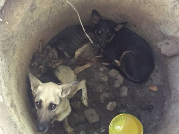 В Севастополе спасли трех истощенных собак, которых кто-то бросил в колодец