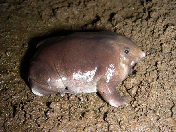 В Индии обнаружили новый вид необычной свиноносой лягушки