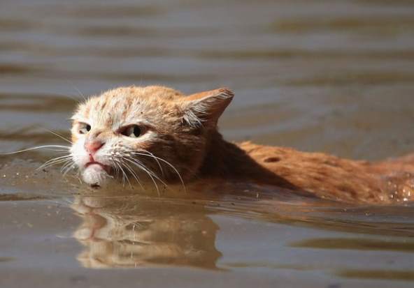 Плывущая от урагана «Харви» кошка взволновала пользователей интернета