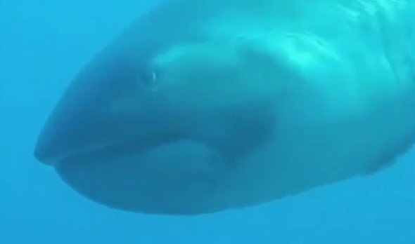 У берегов Индонезии дайвер снял на видео очень редкую большеротую акулу