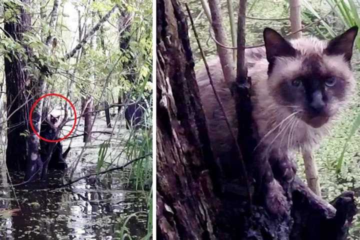 В Луизиане спасли кота, застрявшего на дереве в болоте