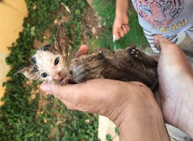 В Бейруте спасли котенка, тонувшего в грязной канаве