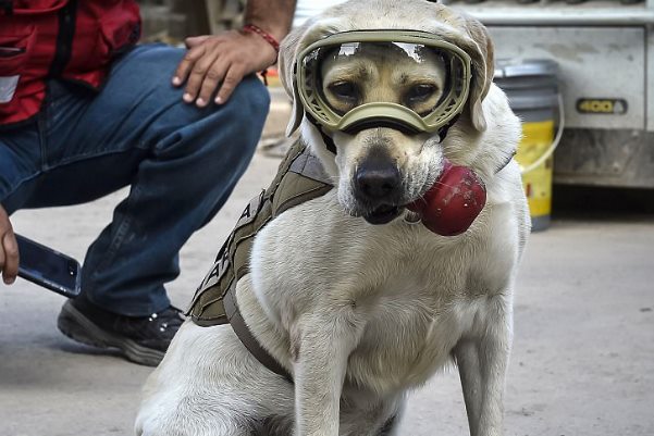 Собака-спасатель Фрида стала национальным героем в Мексике
