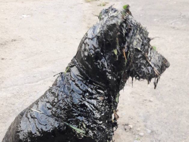 Неравнодушные жители Тамбова спасли собаку, погибающую в битуме