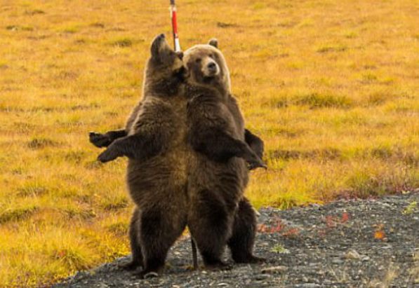 В Канаде фотограф сделал забавные снимки трущихся об столб медведей