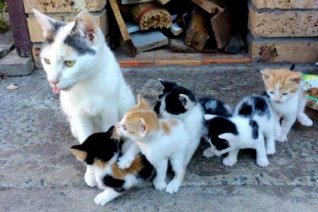 Бездомная кошка выкормила пятерых котят в месте, где почти не было еды