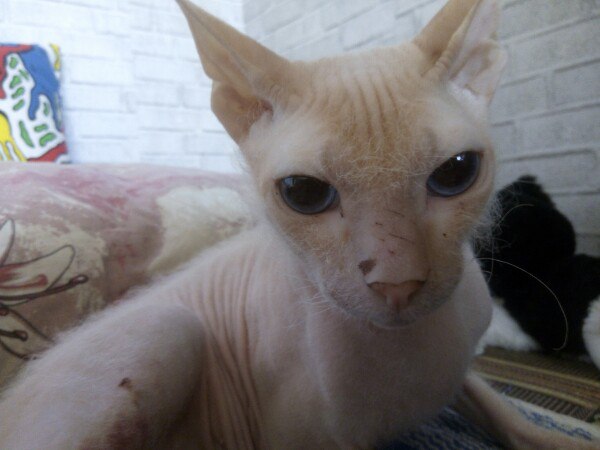 В Челябинской области волонтеры спасают кота без шерсти, которого сильно избили и выкинули на улицу