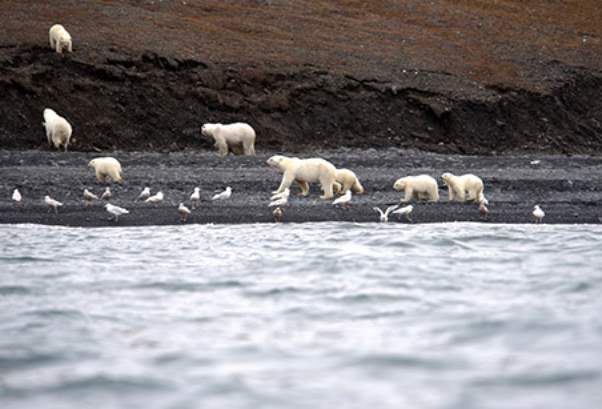 На острове Врангеля зафиксировали скопление 230 белых медведей