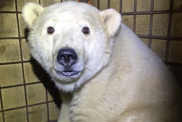 Белый медвежонок из Якутии прибыл в Зоопитомник Московского зоопарка