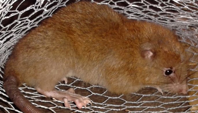 На Соломоновых островах ученые обнаружили ранее неуловимых крупных древесных крыс