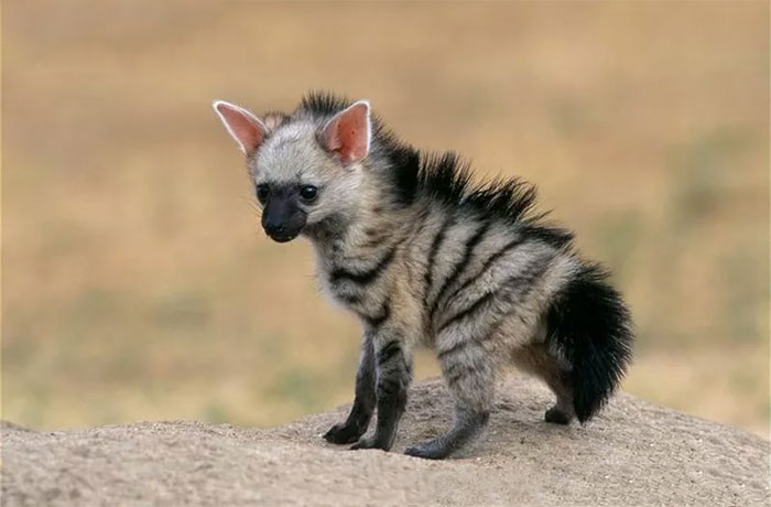 В интернете сделали открытие, что детеныши африканского земляного волка невероятно милые создания