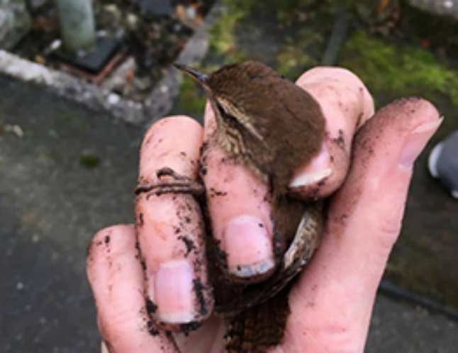 В Камбрии спасли маленького крапивника, застрявшего в водосточной трубе