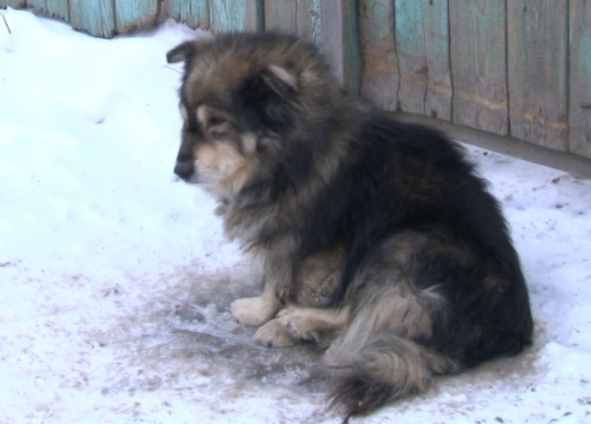 В Иркутске волонтеры спасли собаку, которую бросили при переезде на морозе