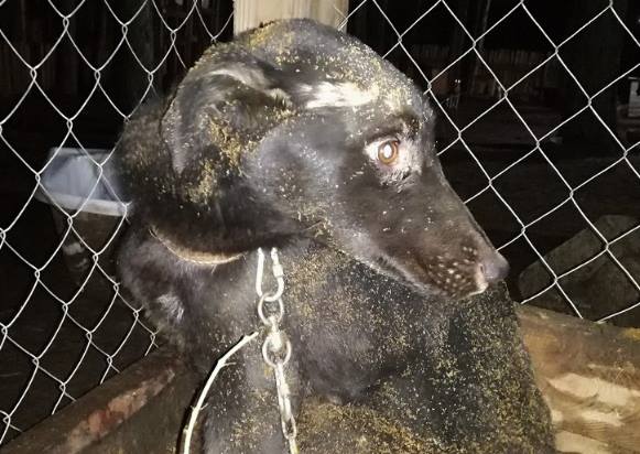 В Рязани спасли собаку, которая месяц просидела в колодце и каким то чудом выжила