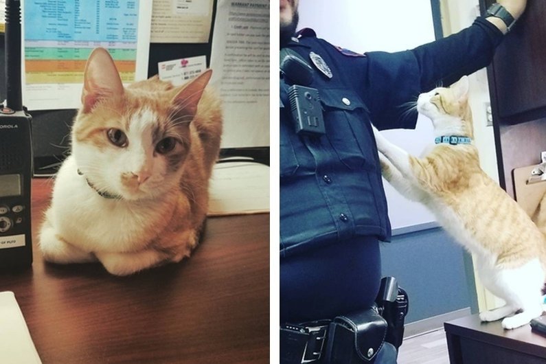 В штате Техас кот стал сотрудником полицейского участка