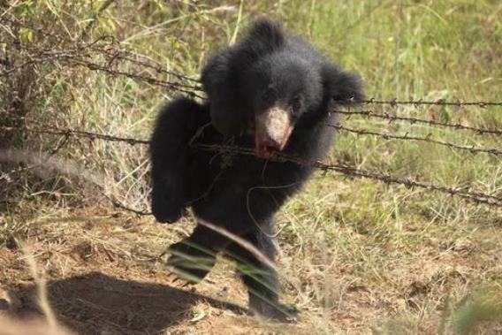 В Индии спасли медведя, который запутался в колючей проволоке