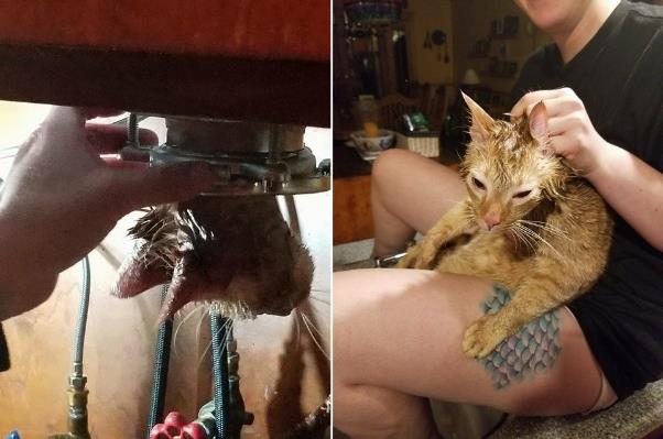 Спасли любопытного кота, застрявшего вниз головой в раковине