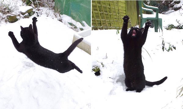 Этот черный кот просто обожает снег!