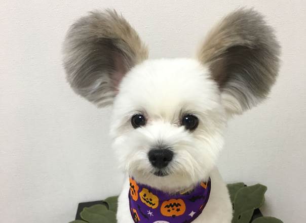 У этой японской собачки просто невероятные пушистые уши