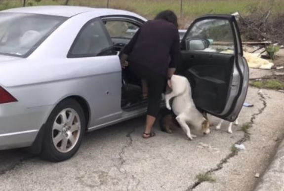 В Техасе женщине, намеренно бросившей на пустыре четырех своих собак, грозит год тюрьмы и большой штраф