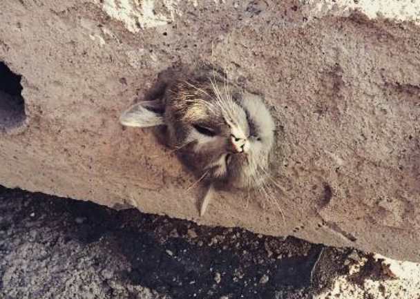 В Караганде спасли застрявшую в бетонной плите кошку