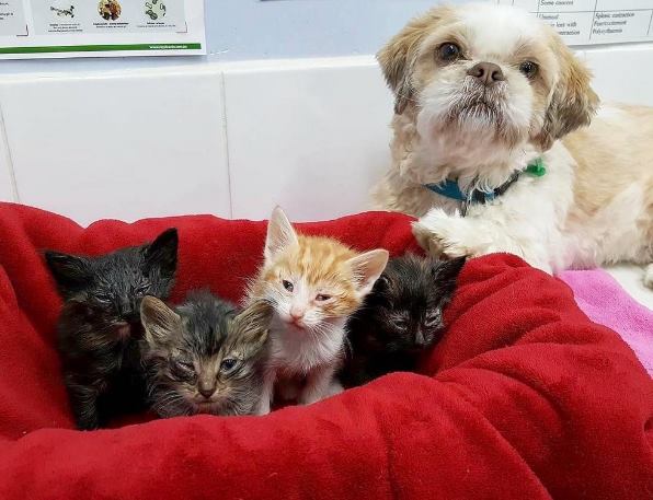 После того как этот пес подружился с трехногим котенком, он начал заботиться обо всех котятах