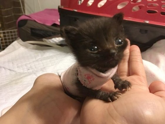 3-недельный котенок был по размерам не больше новорожденного, но ему удалось выжить