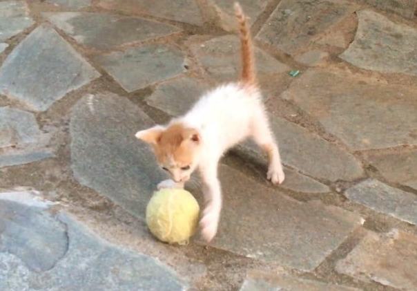 Тощий уличный котенок, полюбивший играть с мячиком, вырос в кота-