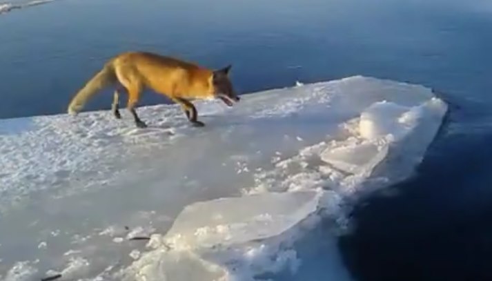 В Ленинградской области рыбак помог лисе, застрявшей на льдине