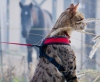 Самый высокий кот в мире