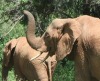Экологичная борьба со слонами