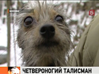 Московский дракон - самая популярная в столице порода собак