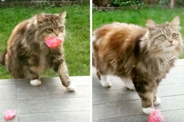 Дружелюбная кошка начала приносить цветы своим соседям
