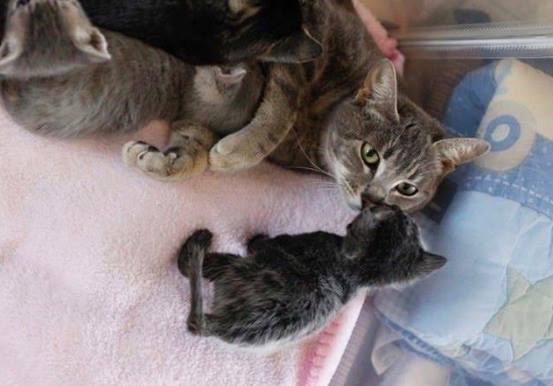В Лос-Анджелесе спасли раненую и парализованную беременную кошку