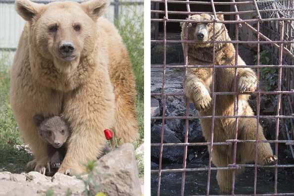Спасенная из клетки у армянского ресторана медведица Даша родила двух милых медвежат