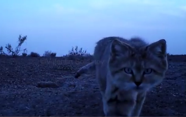 В пустыне Кызылкум сняли на видео редкого барханного кота