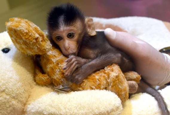 Крошечная обезьянка считает плюшевого жирафа своей мамой