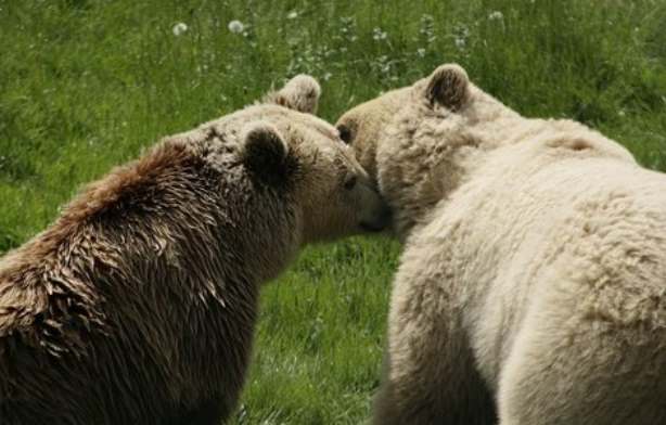 Два спасенных медведя встретились в приюте и влюбились в друг друга с первого взгляда