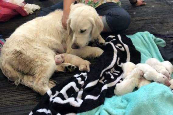 В аэропорту Флориды служебная собака благополучно родила щенков