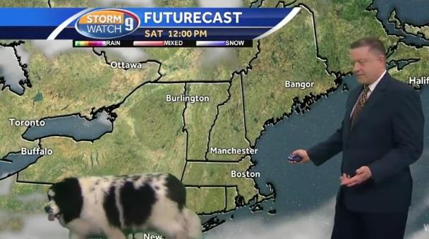 Лохматый пес случайно украсил собой прогноз погоды на ТВ