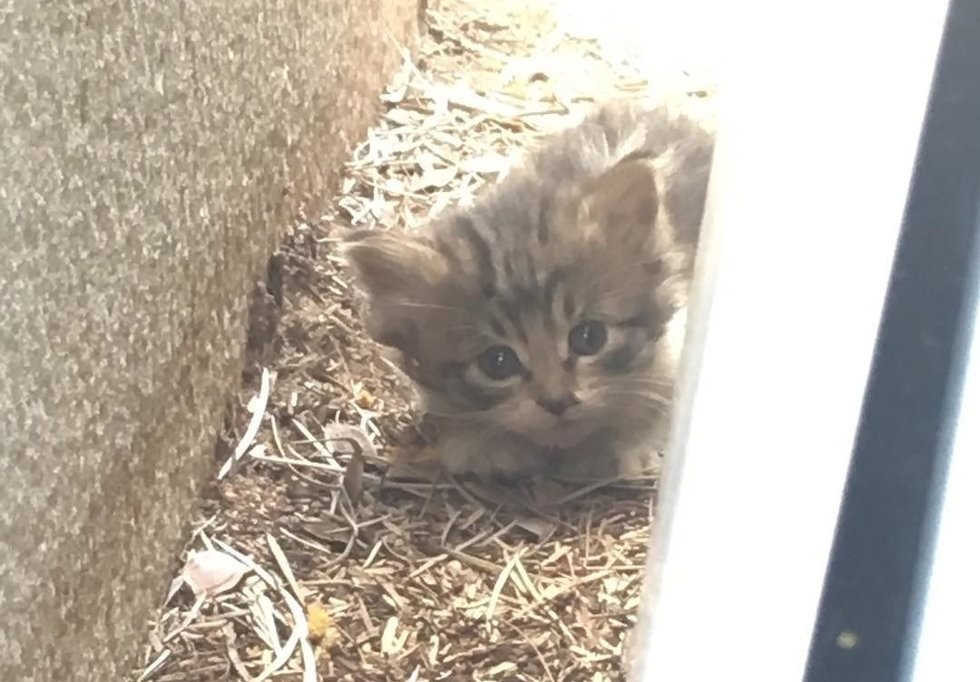 Котенок пришел в дом. Котенок прячется за мамой. Котёнок пищит на улице. Котята видео.