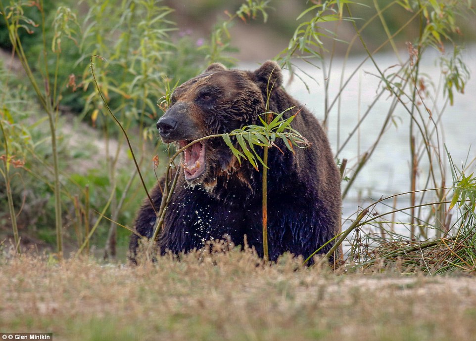 Сколько живут медведи в неволе. Уссурийский бурый медведь. Бурый медведь Уссурийская Тайга. Уссурийский бурый медведь ареал. Уссурийский бурый медведь бурые медведи.