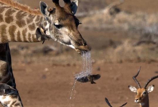 Жираф случайно устроил птичке освежающий душ
