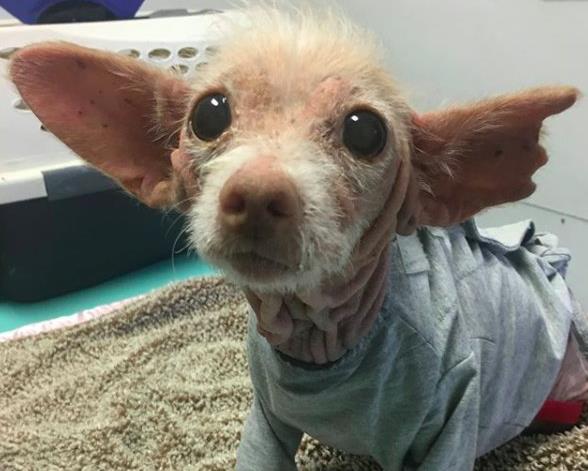 Необычная лысая собака с большими ушами загадала загадку ее спасителям