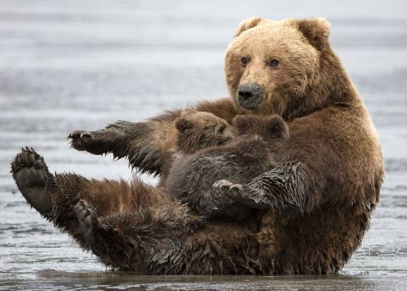 Время для йоги! Фотограф заснял медведицу, которая потягивалась и кормила двух медвежат