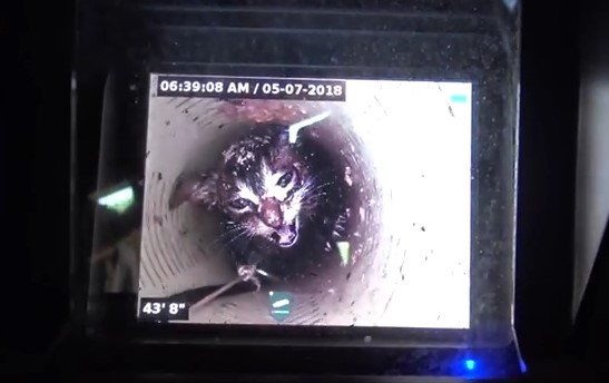 В Южной Каролине спасли котенка, застрявшего на 5 дней в узкой трубе