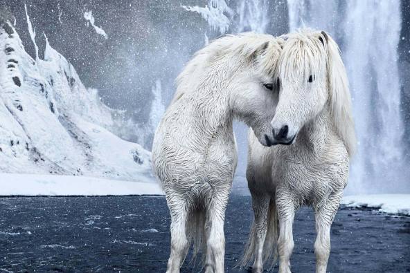 Фотограф сделал невероятно красивые снимки лошадей Исландии