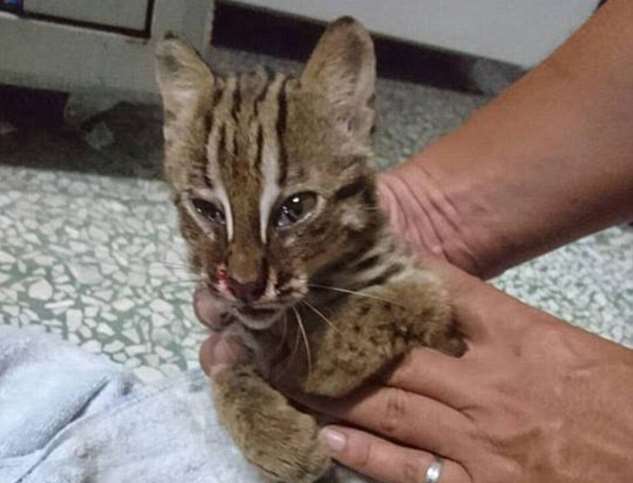 На Тайване полицейский спас и реанимировал очень редкую бенгальскую кошку