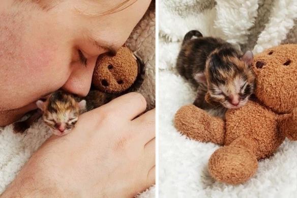 В Австралии люди выходили крошечного недоношенного котенка, размером меньше ладони